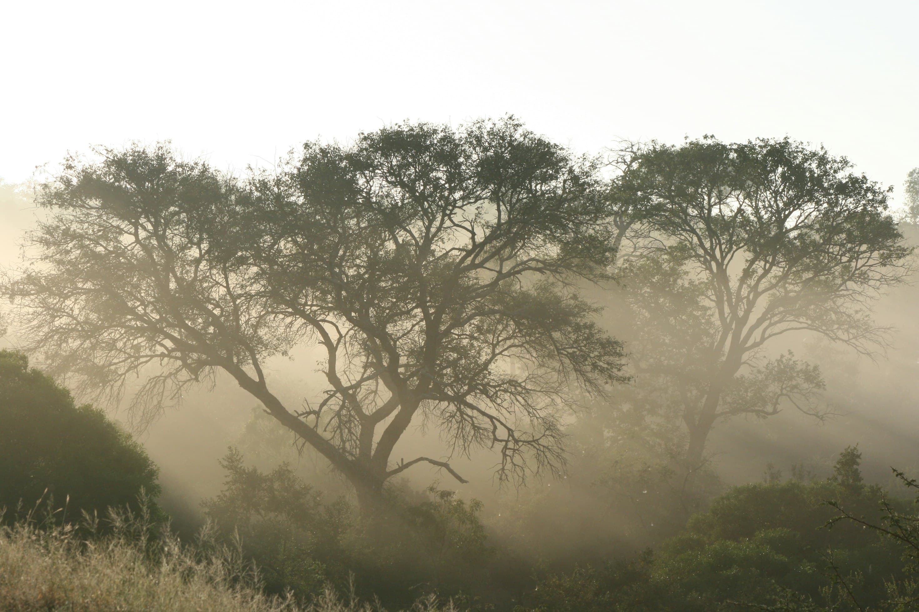 Dawn Wildlife Safari